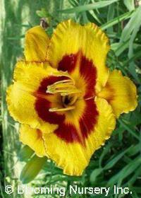 Hemerocallis 'Fooled Me'